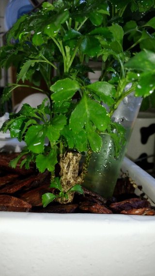 セリア、100均の観葉植物育ててる方☆