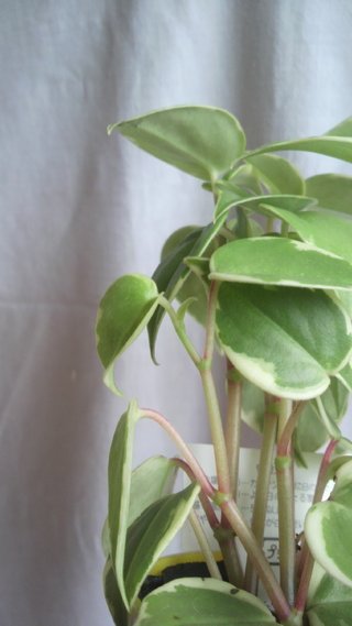 セリア、100均の観葉植物育ててる方☆