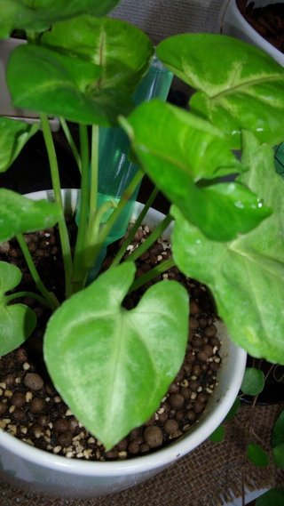 セリア、100均の観葉植物育ててる方☆