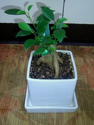 セリア、100均の観葉植物育ててる方☆