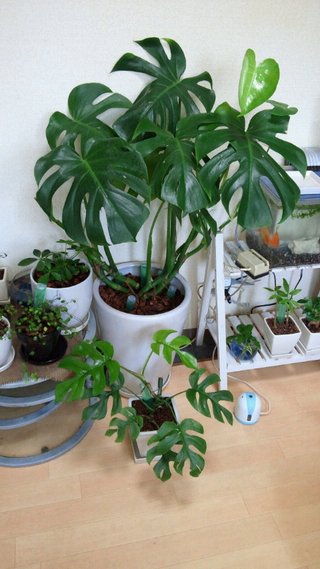 セリア、100均の観葉植物育ててる方☆