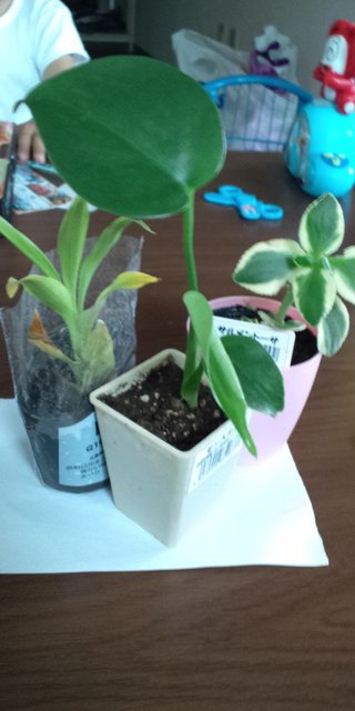 セリア、100均の観葉植物育ててる方☆