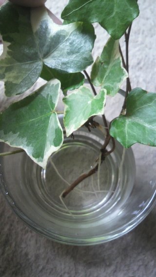 セリア、100均の観葉植物育ててる方☆