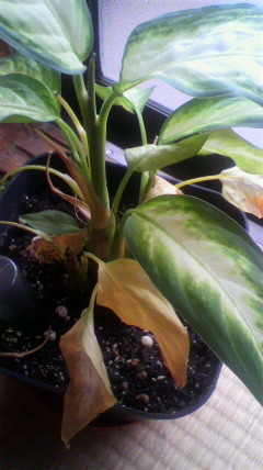 セリア、100均の観葉植物育ててる方☆