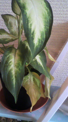 セリア、100均の観葉植物育ててる方☆