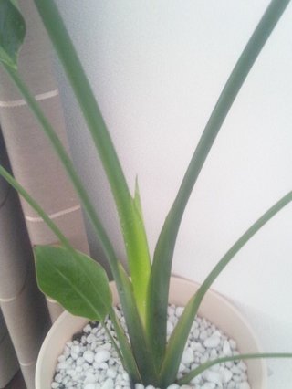 セリア、100均の観葉植物育ててる方☆