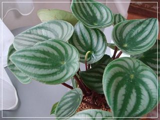 セリア、100均の観葉植物育ててる方☆