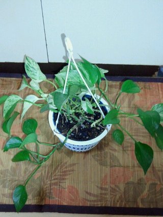 セリア、100均の観葉植物育ててる方☆