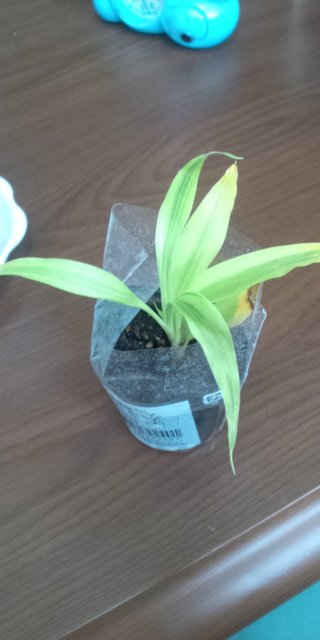 セリア、100均の観葉植物育ててる方☆