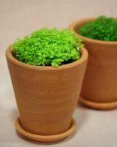 セリア、100均の観葉植物育ててる方☆