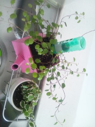 セリア、100均の観葉植物育ててる方☆