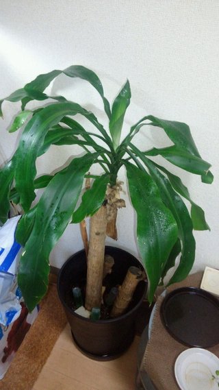 セリア、100均の観葉植物育ててる方☆