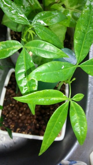 セリア、100均の観葉植物育ててる方☆