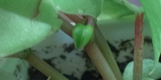 セリア、100均の観葉植物育ててる方☆