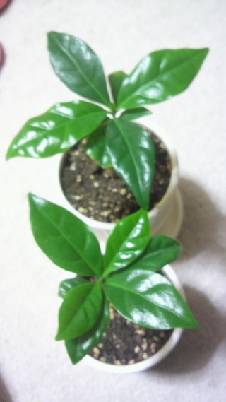 セリア、100均の観葉植物育ててる方☆