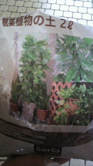 セリア、100均の観葉植物育ててる方☆