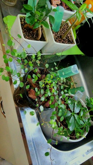 セリア、100均の観葉植物育ててる方☆