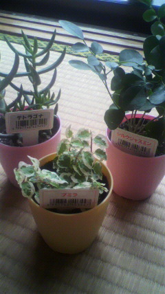 セリア、100均の観葉植物育ててる方☆