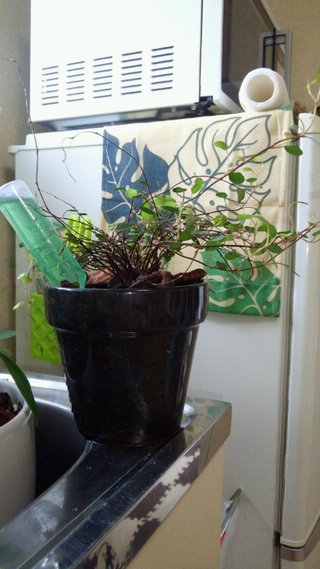 セリア、100均の観葉植物育ててる方☆