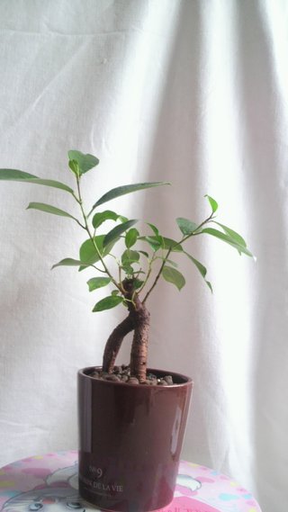セリア、100均の観葉植物育ててる方☆