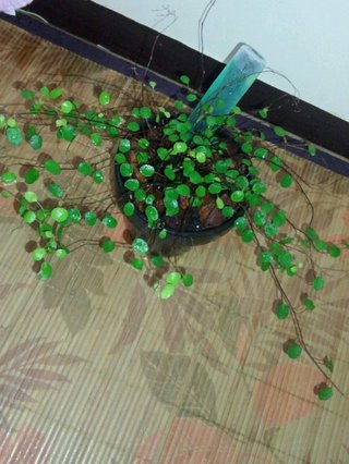 セリア、100均の観葉植物育ててる方☆