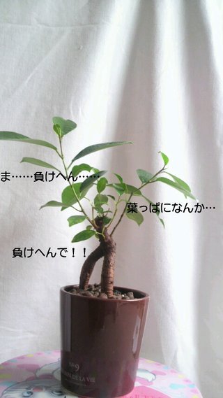 セリア、100均の観葉植物育ててる方☆