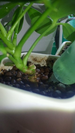 セリア、100均の観葉植物育ててる方☆