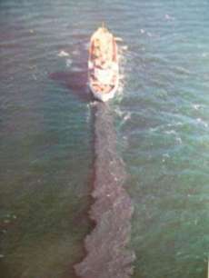 韓国製の海産物の中にヒトの糞便の痕跡が｡