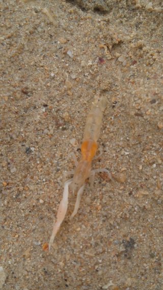 [写あり]この生き物なんですか？[ｸﾞﾛかも]