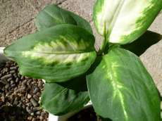 セリア、100均の観葉植物育ててる方☆