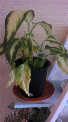 セリア、100均の観葉植物育ててる方☆