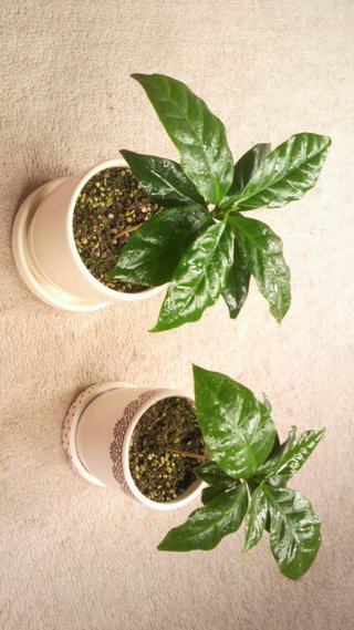 セリア、100均の観葉植物育ててる方☆