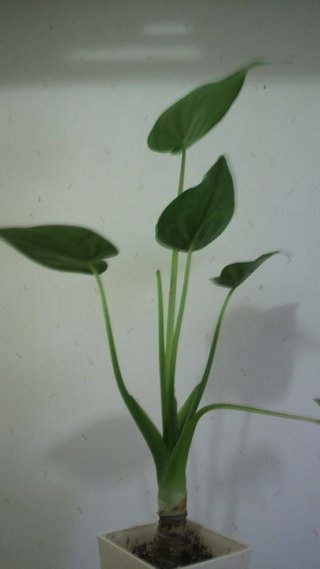 セリア、100均の観葉植物育ててる方☆