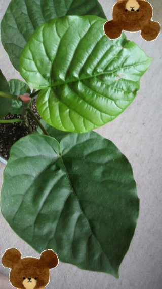 セリア、100均の観葉植物育ててる方☆