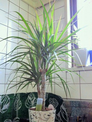 セリア、100均の観葉植物育ててる方☆