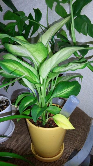 セリア、100均の観葉植物育ててる方☆