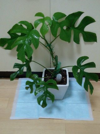 セリア、100均の観葉植物育ててる方☆