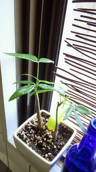 セリア、100均の観葉植物育ててる方☆