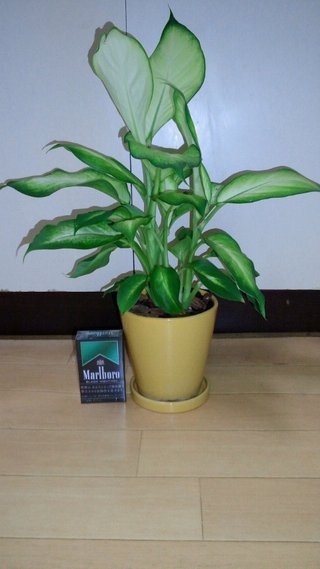 セリア、100均の観葉植物育ててる方☆