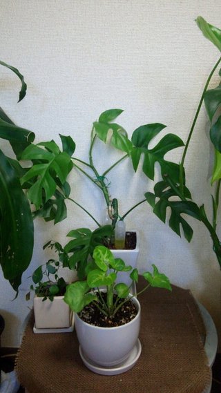 セリア、100均の観葉植物育ててる方☆