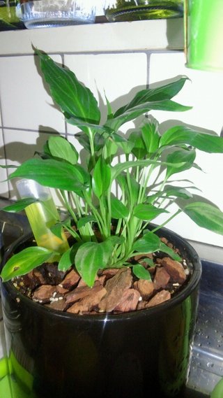 セリア、100均の観葉植物育ててる方☆