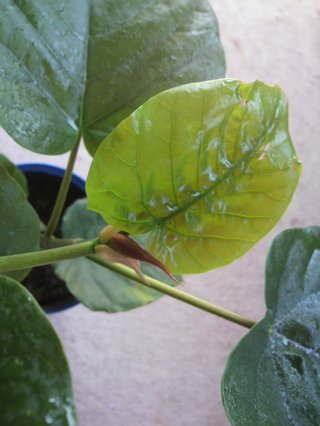 セリア、100均の観葉植物育ててる方☆