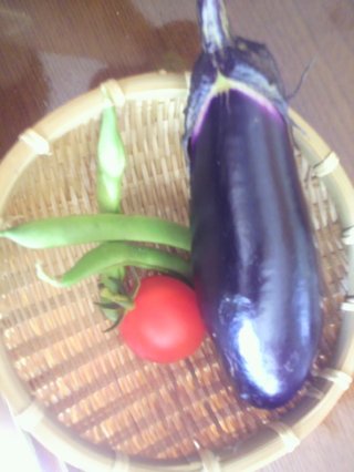 セリア、100均の観葉植物育ててる方☆