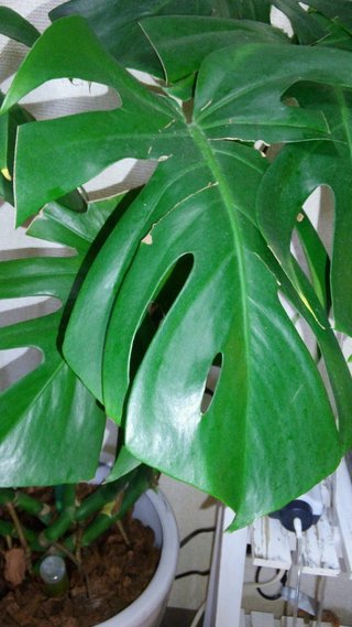 セリア、100均の観葉植物育ててる方☆