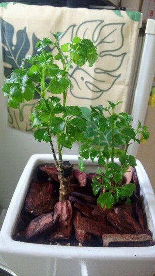 セリア、100均の観葉植物育ててる方☆