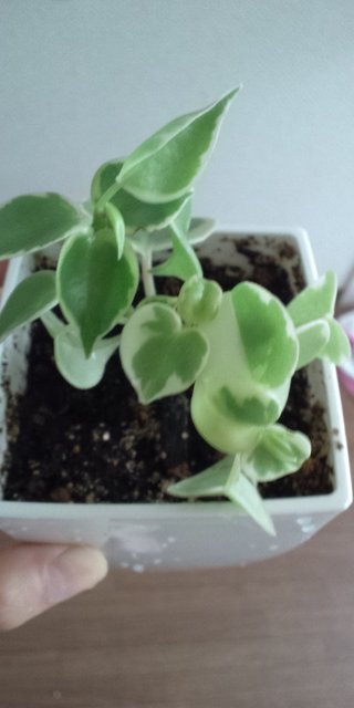 セリア、100均の観葉植物育ててる方☆