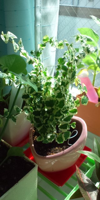 セリア、100均の観葉植物育ててる方☆