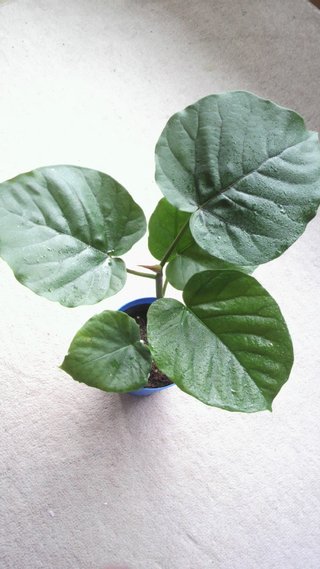 セリア、100均の観葉植物育ててる方☆