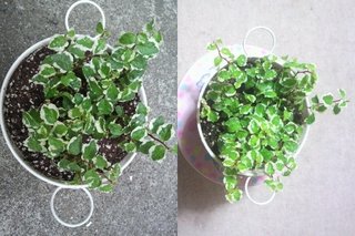 セリア、100均の観葉植物育ててる方☆