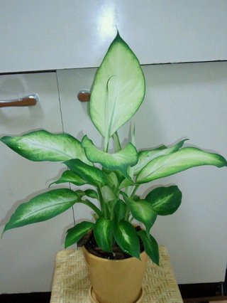 セリア、100均の観葉植物育ててる方☆